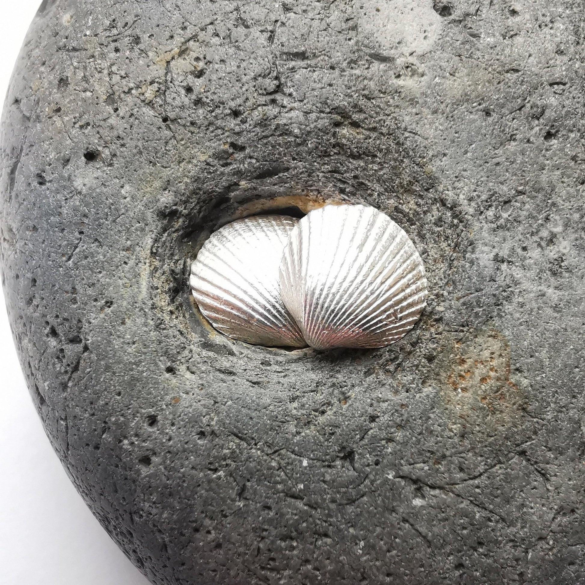 Silver Shell Stud Earrings - Not Lost Jewellery