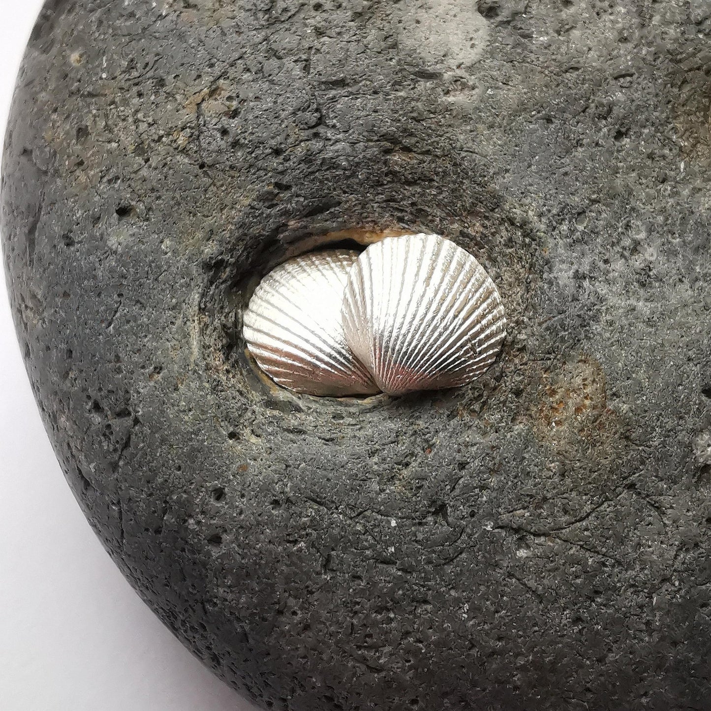 Silver Shell Stud Earrings - Not Lost Jewellery