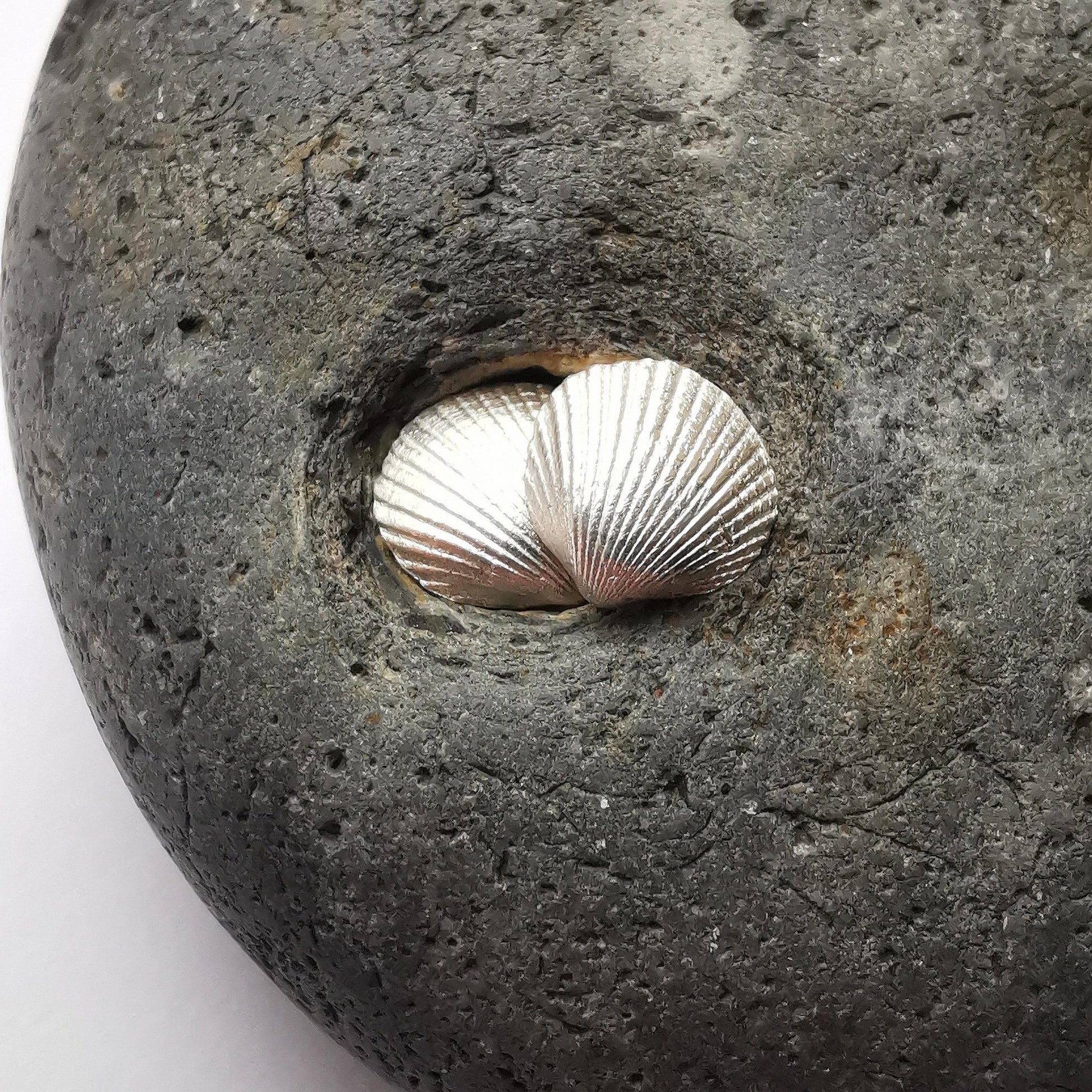 Silver Shell Stud Earrings - Not Lost Jewellery